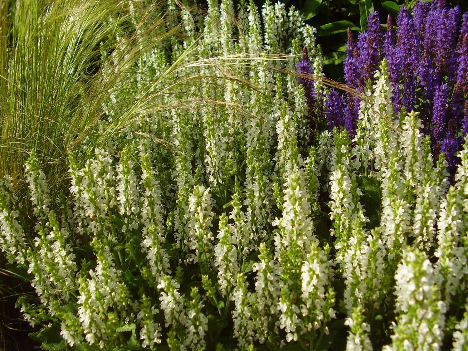 Blüten-Salbei Salvia Sensation ® 'White' 9 Blüten-Salbei Salvia Sensation ® 'White' – Bild 7