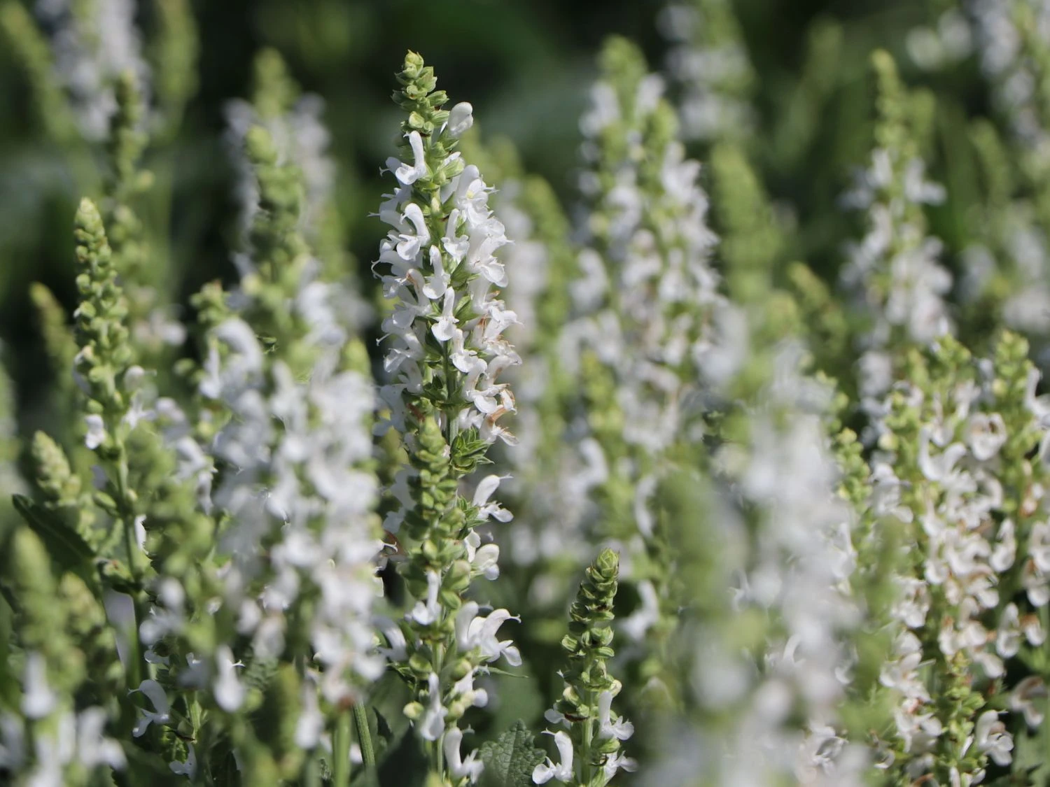 Blüten-Salbei Salvia Sensation ® 'White' 5 Blüten-Salbei Salvia Sensation ® 'White' – Bild 3