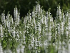 Blüten-Salbei Salvia Sensation ® 'White' 12 Blüten-Salbei Salvia Sensation ® 'White' -Günstiges Garten Zart Geschäft blueten salbei sensation white m060334 w 2