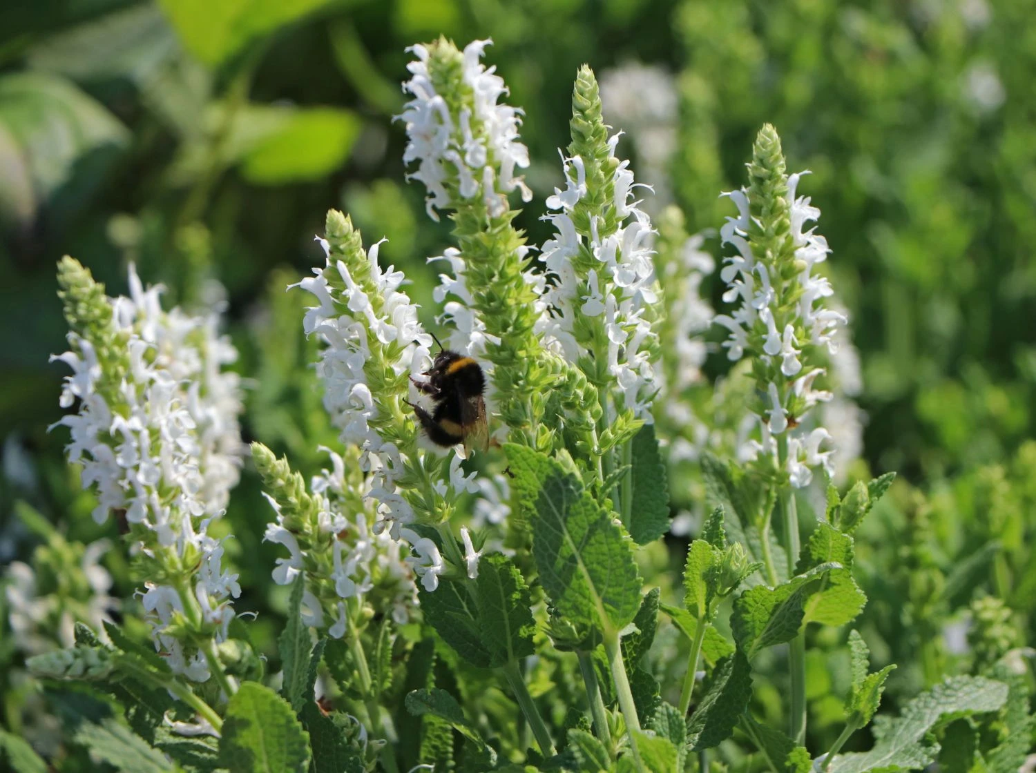 Blüten-Salbei Salvia Sensation ® 'White' 7 Blüten-Salbei Salvia Sensation ® 'White' – Bild 5