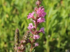 Blut-Weiderich 'Blush' -Günstiges Garten Zart Geschäft blut weiderich blush m059471 w 0