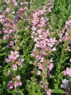 Blut-Weiderich 'Blush' -Günstiges Garten Zart Geschäft blut weiderich blush m059471 w 1