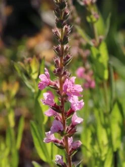 Blut-Weiderich 'Blush' -Günstiges Garten Zart Geschäft blut weiderich blush m059471 w 2