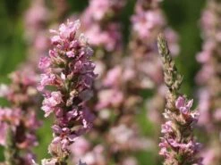 Blut-Weiderich 'Blush' -Günstiges Garten Zart Geschäft blut weiderich blush m059471 w 5