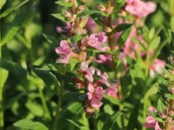 Blut-Weiderich 'Blush' -Günstiges Garten Zart Geschäft blut weiderich blush m059471 w 6