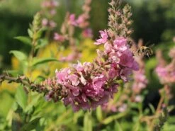 Blut-Weiderich 'Blush' -Günstiges Garten Zart Geschäft blut weiderich blush m059471 w 7