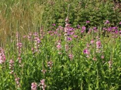 Blut-Weiderich 'Blush' -Günstiges Garten Zart Geschäft blut weiderich blush m059471 w 8