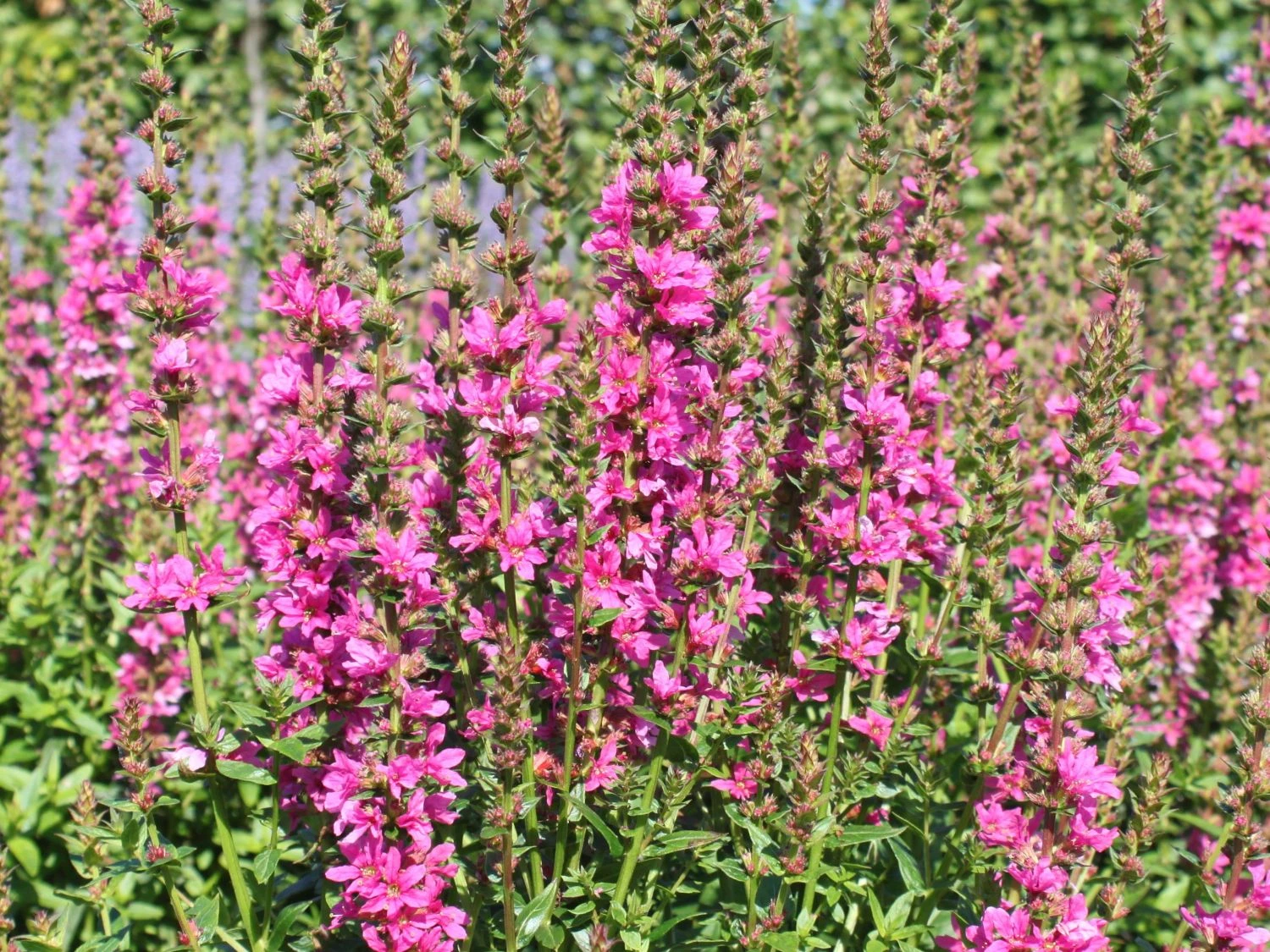 Blut-Weiderich 'Robert' 4 Blut-Weiderich 'Robert' – Bild 2