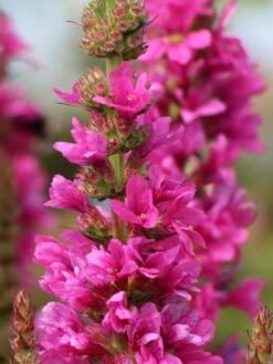 Blut-Weiderich 'Robert' 21 Blut-Weiderich 'Robert' -Günstiges Garten Zart Geschäft blut weiderich robert m012442 w 1