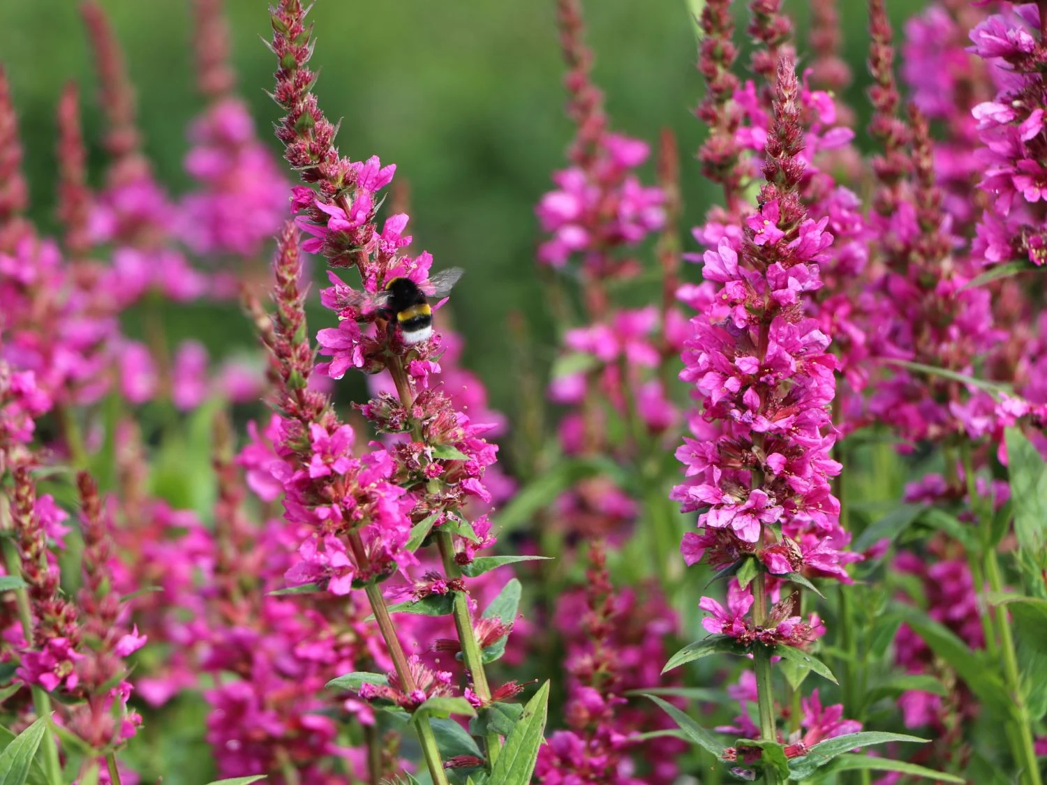 Blut-Weiderich 'Robert' 11 Blut-Weiderich 'Robert' – Bild 9