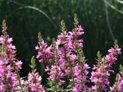 Blut-Weiderich 'Robert' 19 Blut-Weiderich 'Robert' -Günstiges Garten Zart Geschäft blut weiderich robert m012442 w 3