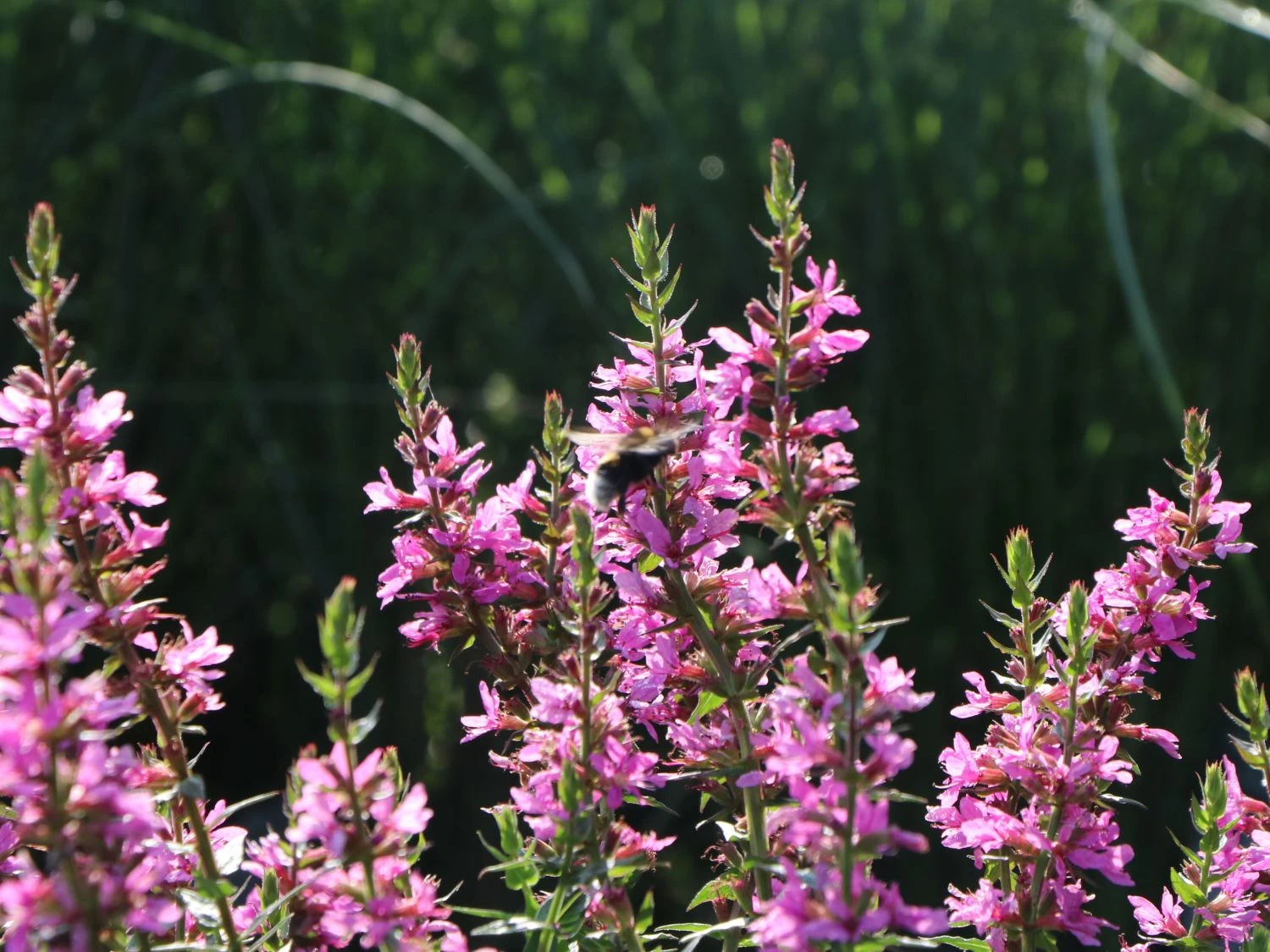 Blut-Weiderich 'Robert' 10 Blut-Weiderich 'Robert' – Bild 8