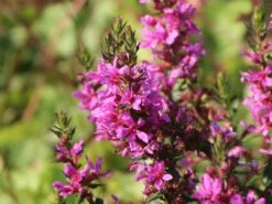 Blut-Weiderich 'Robert' 17 Blut-Weiderich 'Robert' -Günstiges Garten Zart Geschäft blut weiderich robert m012442 w 5