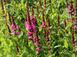 Blut-Weiderich 'Robert' 15 Blut-Weiderich 'Robert' -Günstiges Garten Zart Geschäft blut weiderich robert m012442 w 6