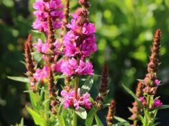 Blut-Weiderich 'Robert' 16 Blut-Weiderich 'Robert' -Günstiges Garten Zart Geschäft blut weiderich robert m012442 w 7