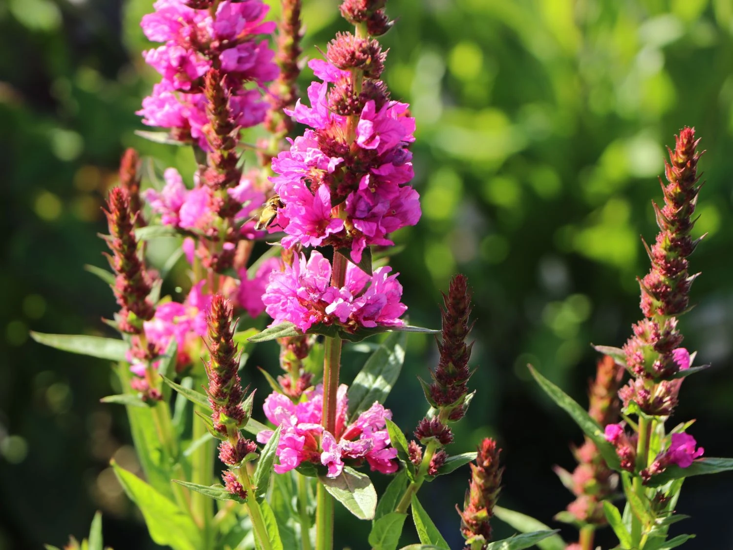 Blut-Weiderich 'Robert' 7 Blut-Weiderich 'Robert' – Bild 5