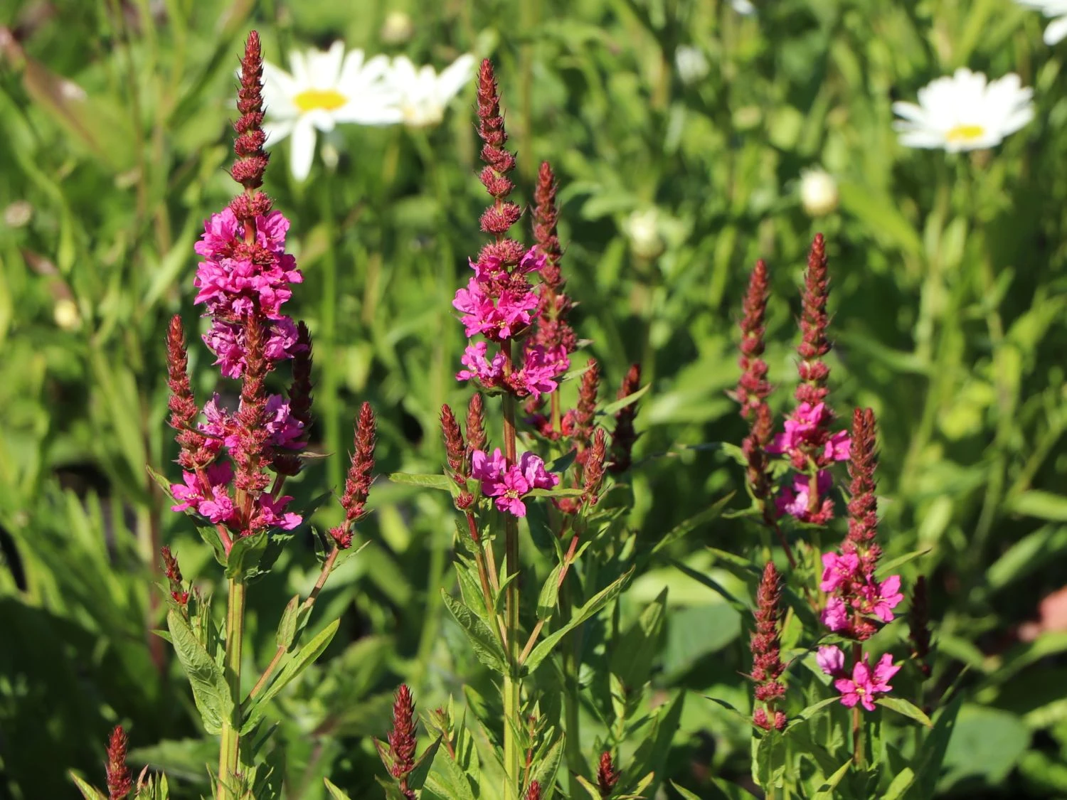 Blut-Weiderich 'Robert' 5 Blut-Weiderich 'Robert' – Bild 3