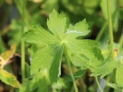 Brauner Storchschnabel 'Album' 17 Brauner Storchschnabel 'Album' -Günstiges Garten Zart Geschäft brauner storchschnabel album m058621 w 0