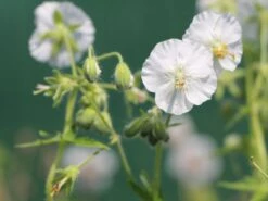 Brauner Storchschnabel 'Album' 19 Brauner Storchschnabel 'Album' -Günstiges Garten Zart Geschäft brauner storchschnabel album m058621 w 1