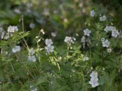 Brauner Storchschnabel 'Album' 20 Brauner Storchschnabel 'Album' -Günstiges Garten Zart Geschäft brauner storchschnabel album m058621 w 2
