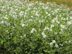 Brauner Storchschnabel 'Album' 14 Brauner Storchschnabel 'Album' -Günstiges Garten Zart Geschäft brauner storchschnabel album m058621 w 3