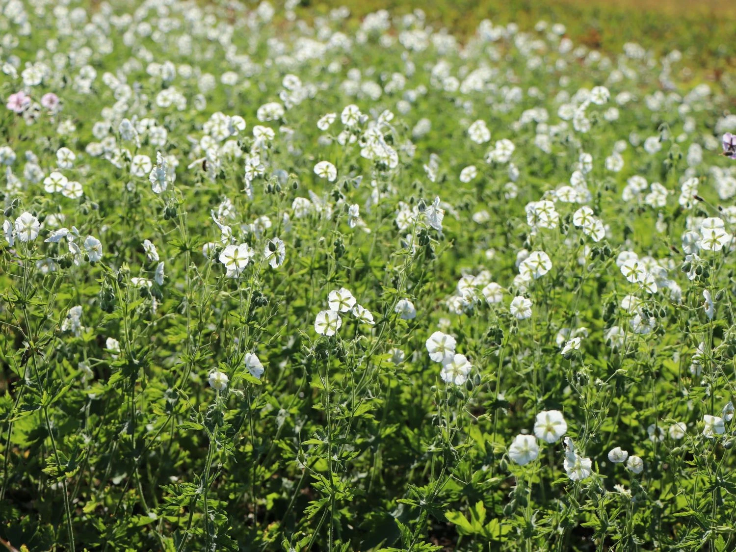 Brauner Storchschnabel 'Album' 5 Brauner Storchschnabel 'Album' – Bild 3