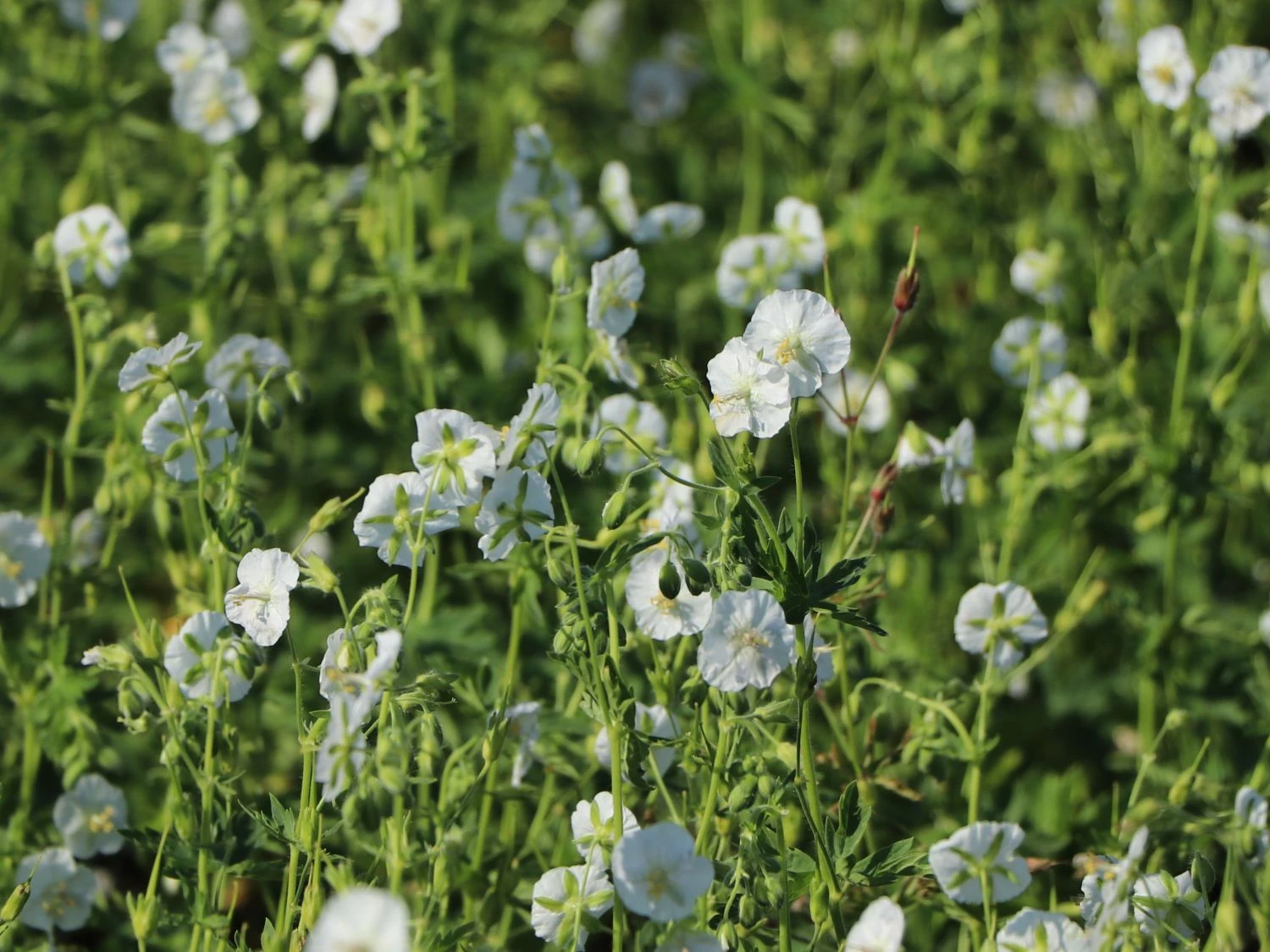 Brauner Storchschnabel 'Album' 9 Brauner Storchschnabel 'Album' – Bild 7