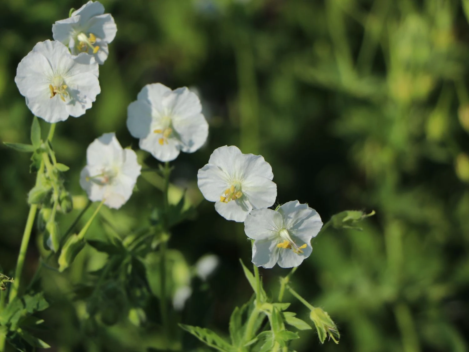 Brauner Storchschnabel 'Album' 7 Brauner Storchschnabel 'Album' – Bild 5