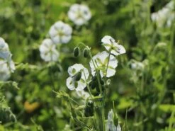 Brauner Storchschnabel 'Album' 21 Brauner Storchschnabel 'Album' -Günstiges Garten Zart Geschäft brauner storchschnabel album m058621 w 6