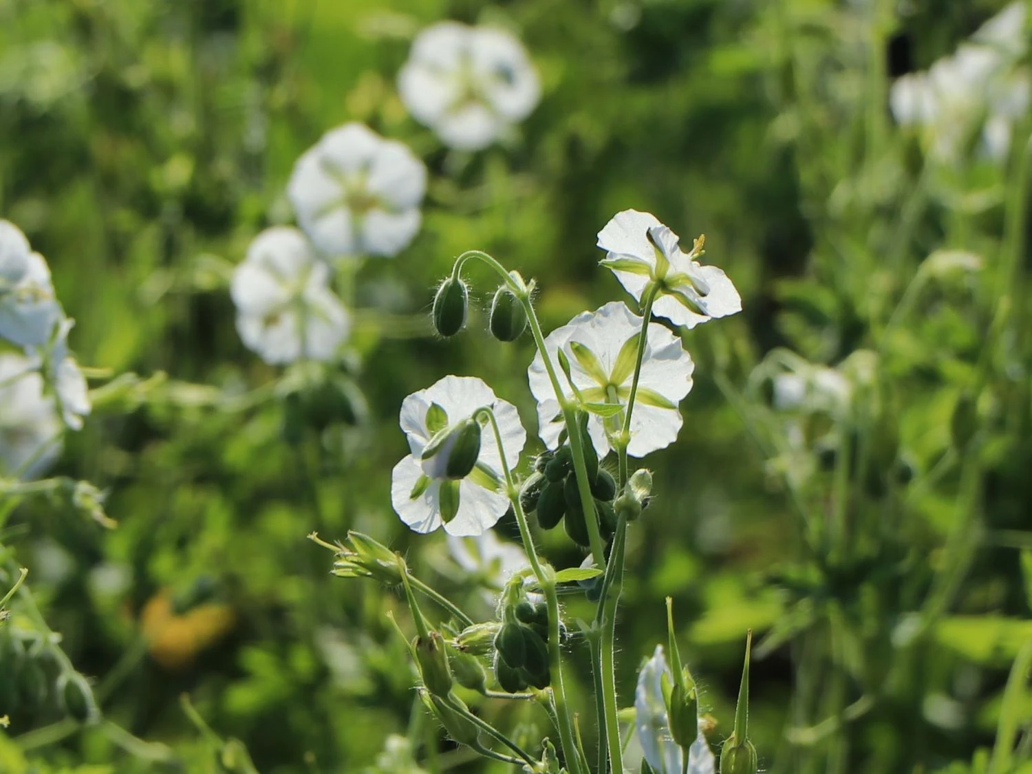 Brauner Storchschnabel 'Album' 12 Brauner Storchschnabel 'Album' – Bild 10