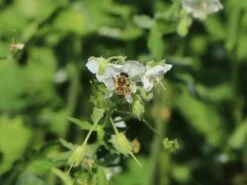 Brauner Storchschnabel 'Album' 13 Brauner Storchschnabel 'Album' -Günstiges Garten Zart Geschäft brauner storchschnabel album m058621 w 7