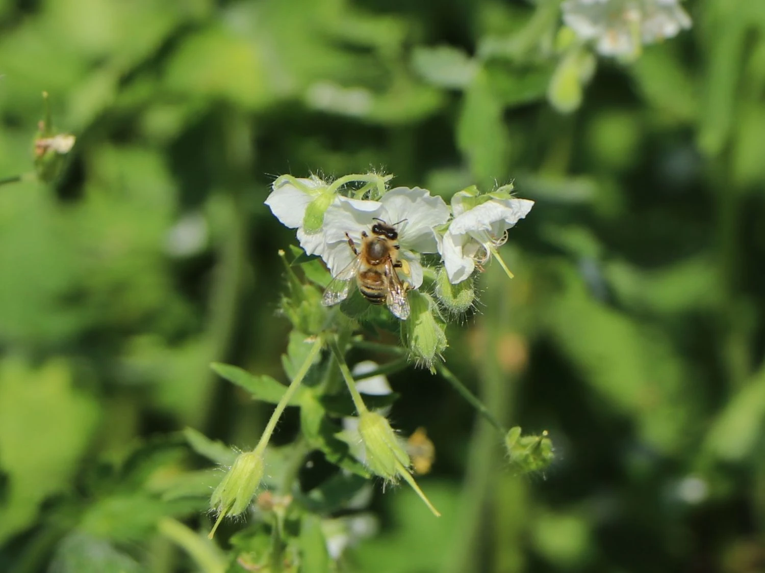 Brauner Storchschnabel 'Album' 4 Brauner Storchschnabel 'Album' – Bild 2