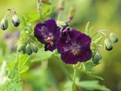 Brauner Storchschnabel -Günstiges Garten Zart Geschäft brauner storchschnabel m058619 w 0