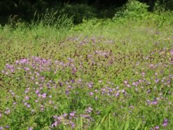 Brauner Storchschnabel -Günstiges Garten Zart Geschäft brauner storchschnabel m058619 w 3