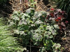 Brauner Storchschnabel 'Samobor' -Günstiges Garten Zart Geschäft brauner storchschnabel samobor m077692 w 8