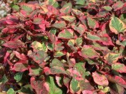 Bunter Eidechsenschwanz 'Chameleon' -Günstiges Garten Zart Geschäft bunter eidechsenschwanz chameleon m012410 w 0