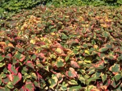 Bunter Eidechsenschwanz 'Chameleon' -Günstiges Garten Zart Geschäft bunter eidechsenschwanz chameleon m012410 w 1