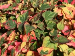 Bunter Eidechsenschwanz 'Chameleon' -Günstiges Garten Zart Geschäft bunter eidechsenschwanz chameleon m012410 w 2