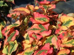 Bunter Eidechsenschwanz 'Chameleon' -Günstiges Garten Zart Geschäft bunter eidechsenschwanz chameleon m012410 w 3