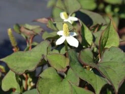 Bunter Eidechsenschwanz 'Chameleon' -Günstiges Garten Zart Geschäft bunter eidechsenschwanz chameleon m012410 w 4