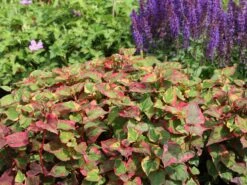 Bunter Eidechsenschwanz 'Chameleon' -Günstiges Garten Zart Geschäft bunter eidechsenschwanz chameleon m012410 w 7