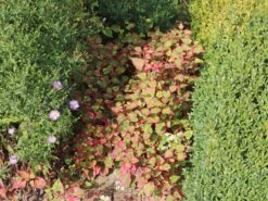 Bunter Eidechsenschwanz 'Chameleon' -Günstiges Garten Zart Geschäft bunter eidechsenschwanz chameleon m012410 w 8