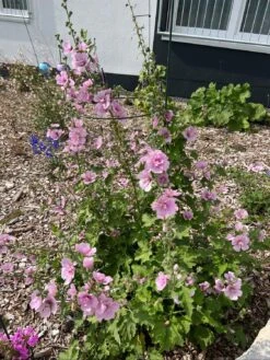 Busch-Malve 'Lilac Lady' -Günstiges Garten Zart Geschäft busch malve lilac lady m082992 1394428 0