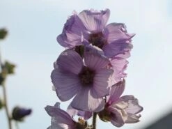 Busch-Malve 'Lilac Lady' -Günstiges Garten Zart Geschäft busch malve lilac lady m082992 w 0