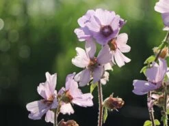 Busch-Malve 'Lilac Lady' -Günstiges Garten Zart Geschäft busch malve lilac lady m082992 w 1