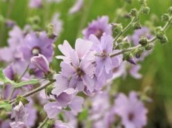 Busch-Malve 'Lilac Lady' -Günstiges Garten Zart Geschäft busch malve lilac lady m082992 w 3