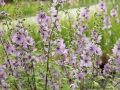 Busch-Malve 'Lilac Lady' -Günstiges Garten Zart Geschäft busch malve lilac lady m082992 w 4