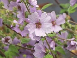 Busch-Malve 'Lilac Lady' -Günstiges Garten Zart Geschäft busch malve lilac lady m082992 w 5