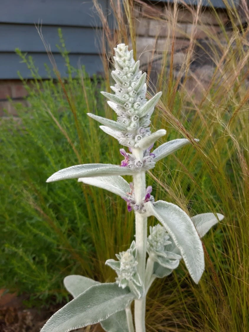 Byzantinischer Wollziest 18 Byzantinischer Wollziest – Bild 16