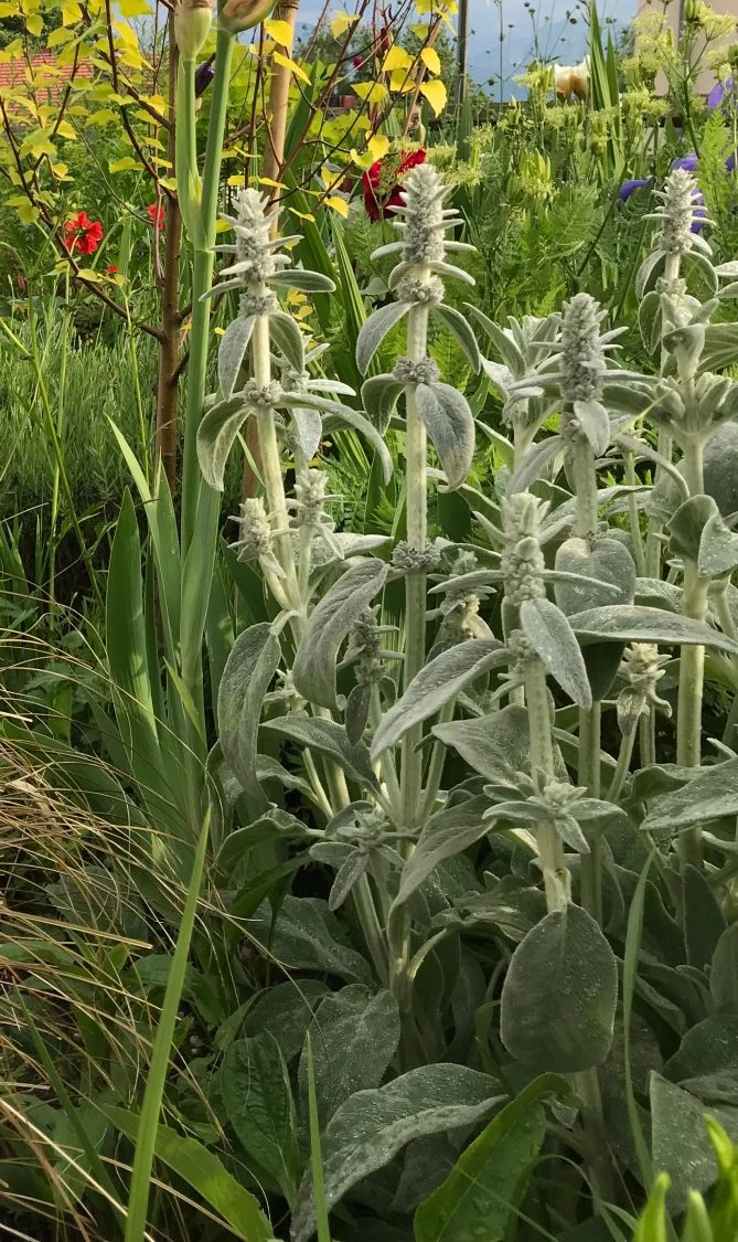 Byzantinischer Wollziest 17 Byzantinischer Wollziest – Bild 15